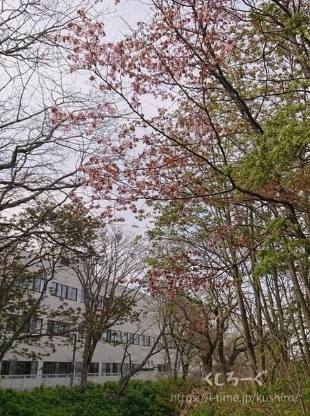 釧路市にある春採公園の桜