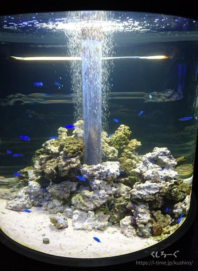 くしろ水族館「ぷくぷく」　青い魚の水槽